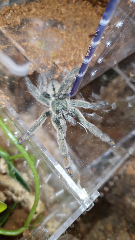 Psalmopoeus cambridgei female