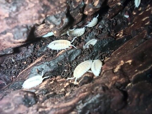 Trichorhina tomentosa