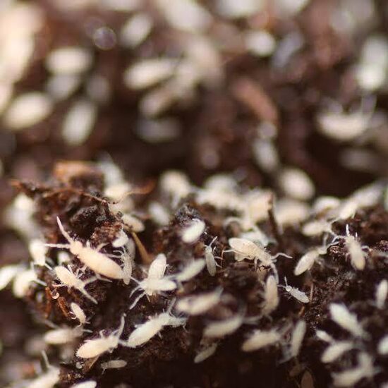 Tropical springtails