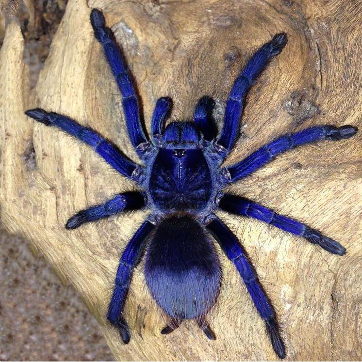 iridescent_blue_tarantula_pterinopelma_sazimai_1_ff0d662d-2e12-4e1c-8390-1475ecb4844a.jpg